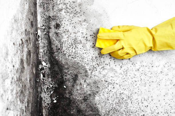 Best Office Mold Removal Services  in Milltown, NJ
