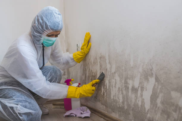 Best Home Mold Removal  in Milltown, NJ