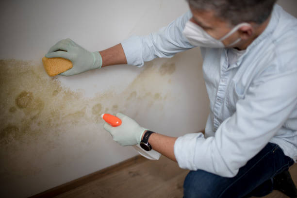 Best Home Mold Removal  in Milltown, NJ