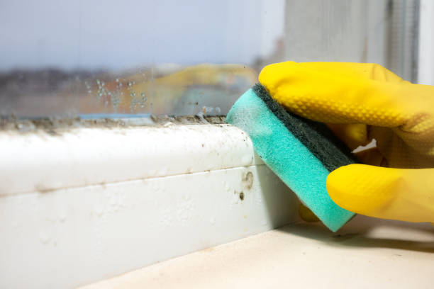 Best Mold Damage Repair  in Milltown, NJ