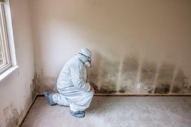 Home Mold Removal in Milltown, NJ