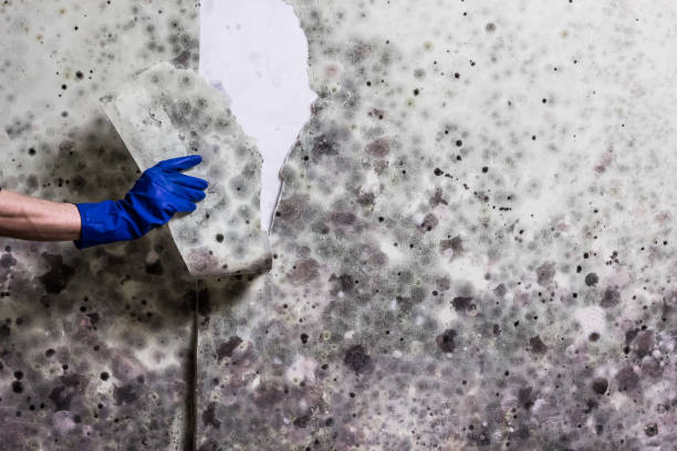 Best Same-Day Mold Removal  in Milltown, NJ