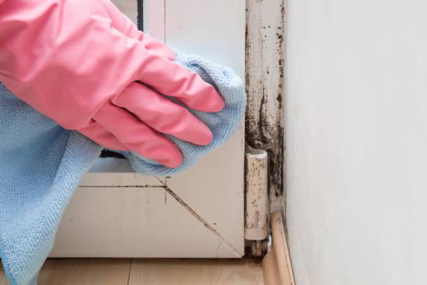 Best Local Mold Removal Service  in Milltown, NJ
